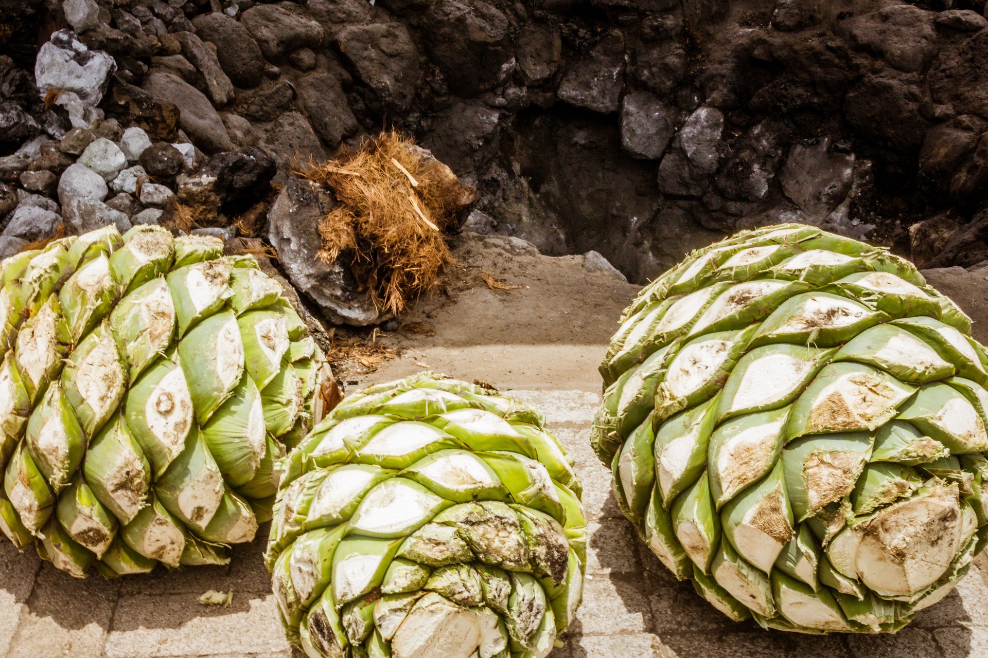 Agave hearts of Oaxaca Mexico