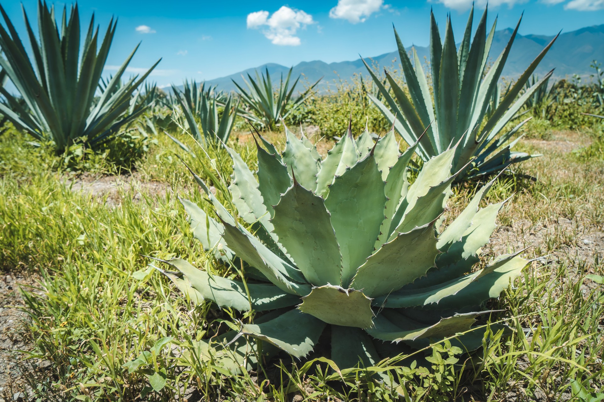 Mezcal "Mexican traditional spirit" Producers, Oaxaca