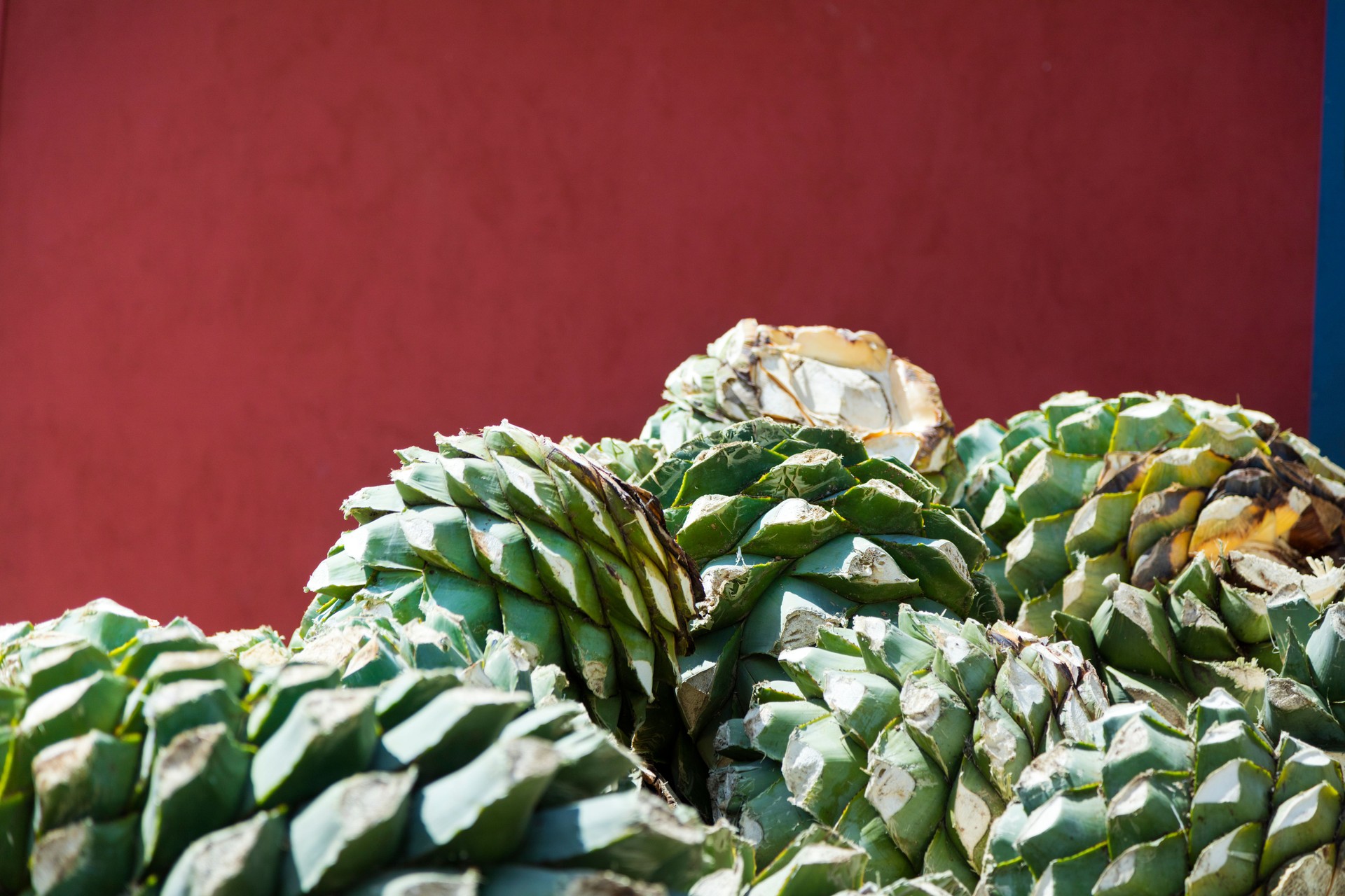 Agave hearts ready to be roasted for Tequila and Mezcal production